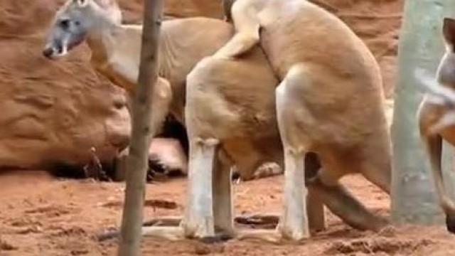 Әңгімелесу арқылы әпкемен жыныстық қатынас