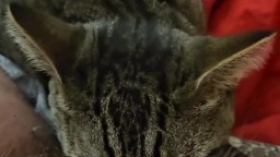 Кот лижет волосатую пизду и клитор у одинокой женщины