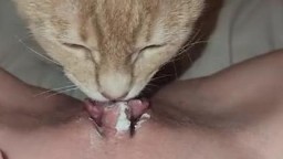 Котёнок лижет клитор у молодой девушки до оргазма